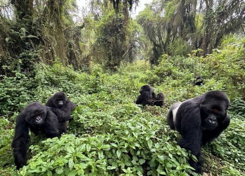 Exclusive Gorilla habituation Experience