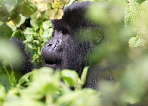 11 days primates and wildlife Rwanda and Uganda