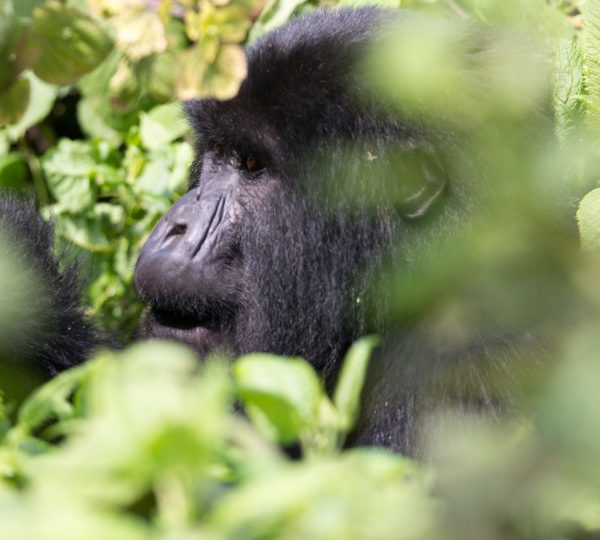 Bwindi Impenetrable Park