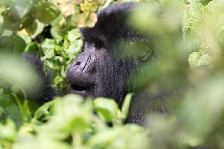 Volcanoes National Park, Rwanda