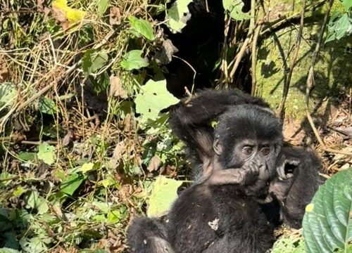 Bwindi Heritage Site- The Ultimate Gorilla Tracking Experience