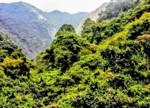 Follow the footsteps of Diana Fossey