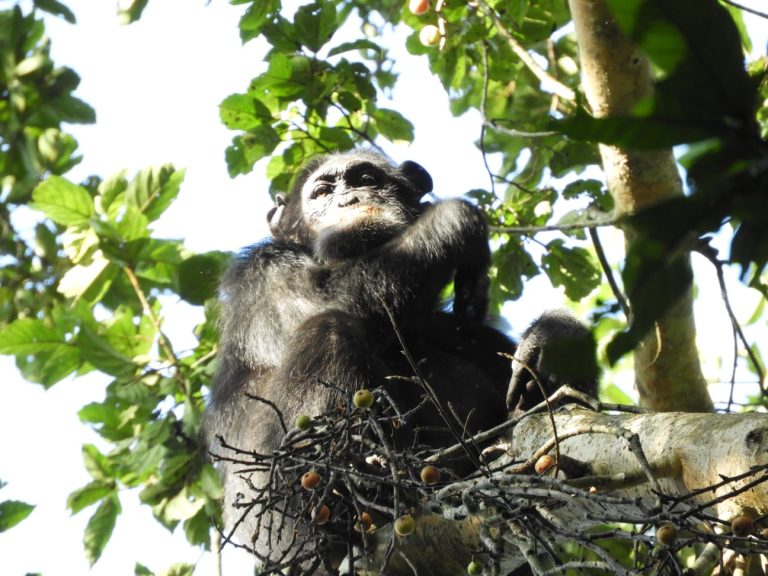 Chimpanzee trekking in Kibale National Park