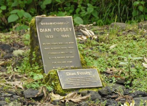 Follow the footsteps of Diana Fossey