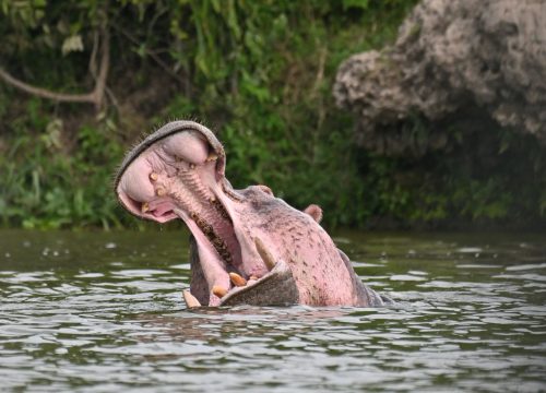 Embark on Kazinga Channel Boat cruise-Biggest Concentration of Hippos in the World