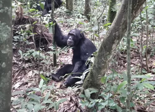 Chimpanzee trekking in Kibale national park