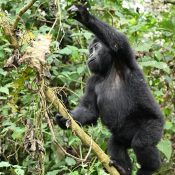 Gorilla tracking-Bwindi Heritage site