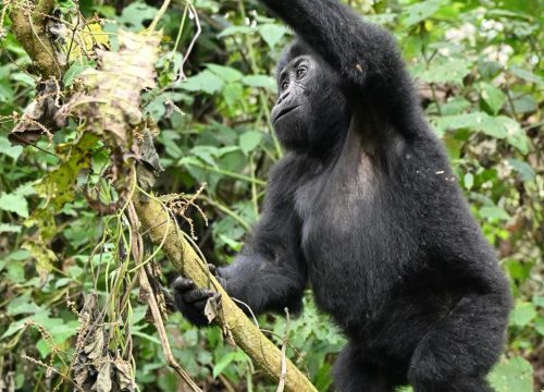 Bwindi Heritage Site Nature Walks-Where Wilderness Meets native Culture