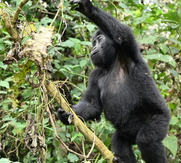 Gorilla tracking-Bwindi Heritage site
