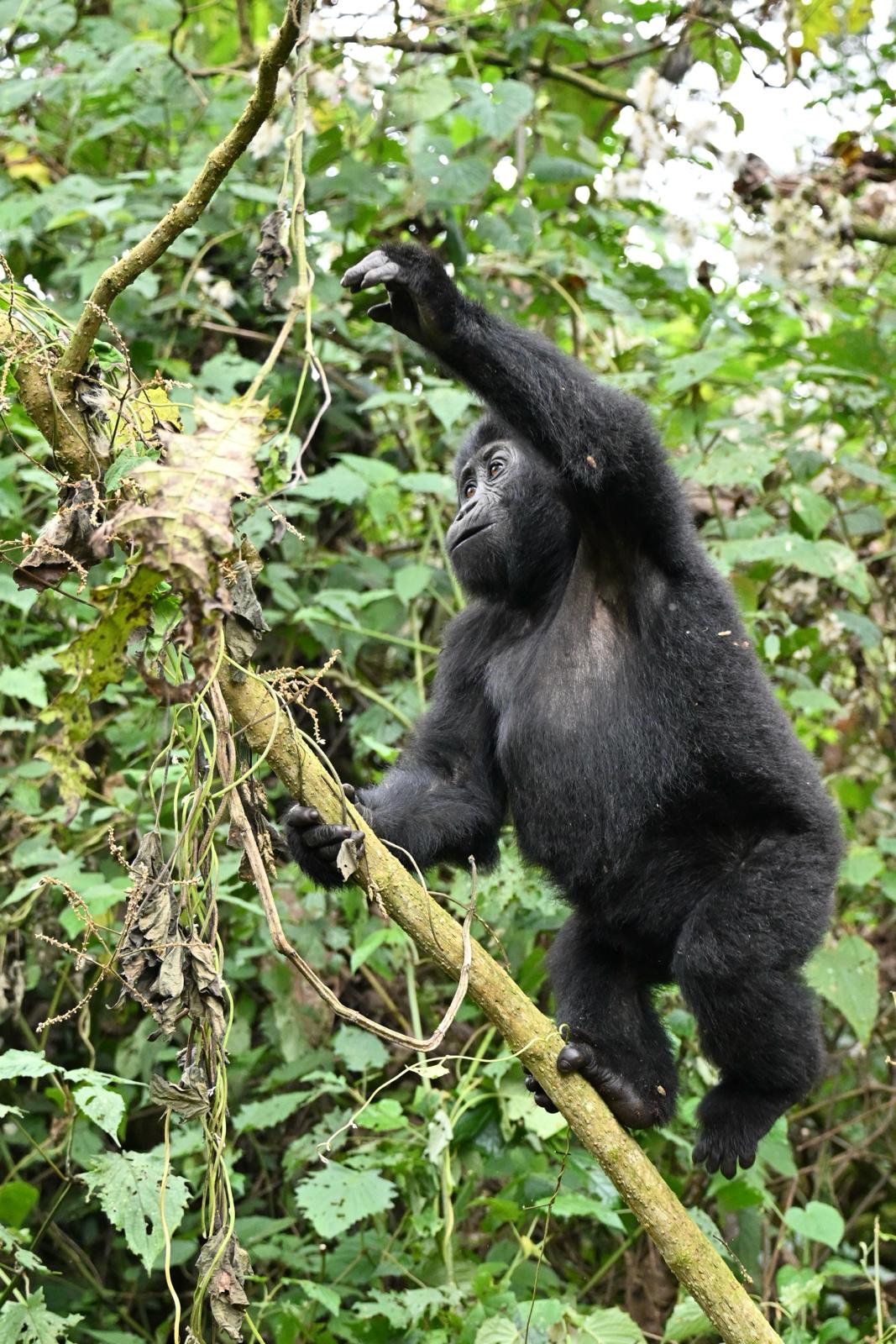 Gorilla tracking-Bwindi Heritage site