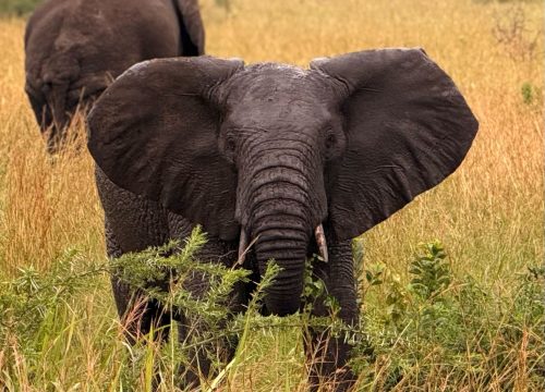 UGANDA GENERAL INFORMATION