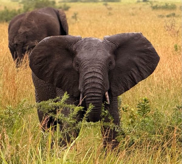 Elephants spot on a game drive 