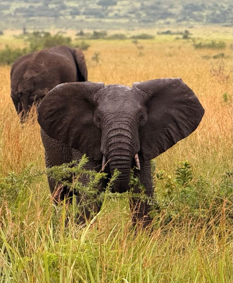 Elephants spot on a game drive