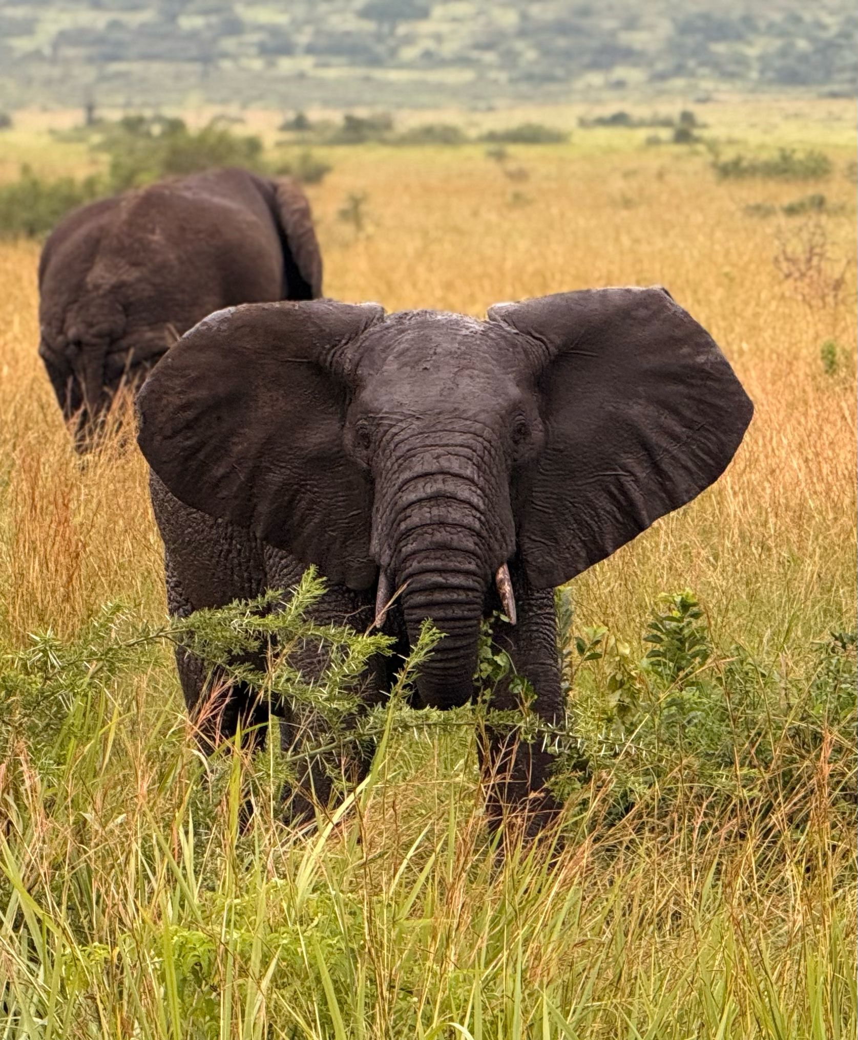 Elephants spot on a game drive