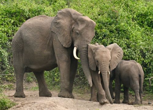 Game drives in Savanna-Big Four Wildlife Encounter