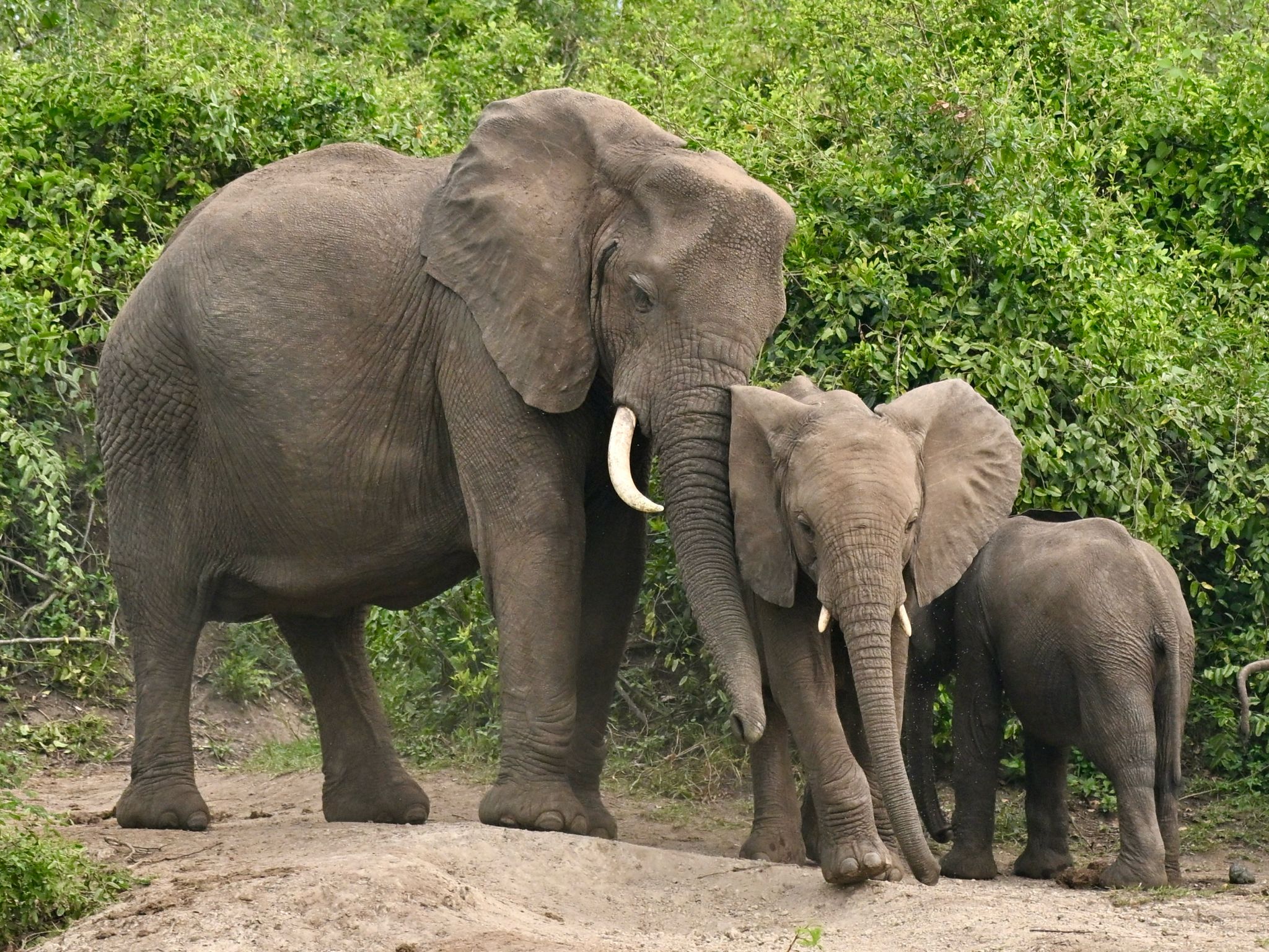 Elephants-Big fiver ruler of savannah