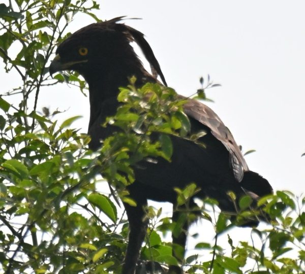 Long crested Eagle-future spouse locator