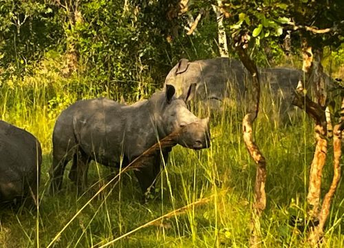16 days best of Uganda and Rwanda wildlife safaris