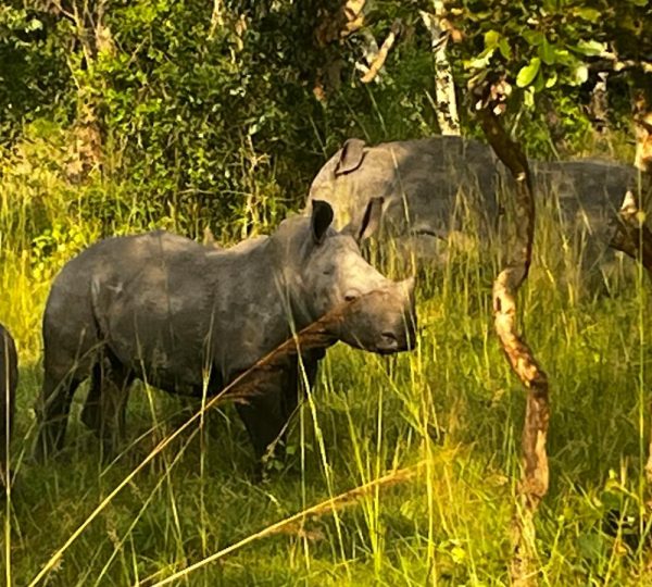 Rhinos at Ziwa Sanctuary