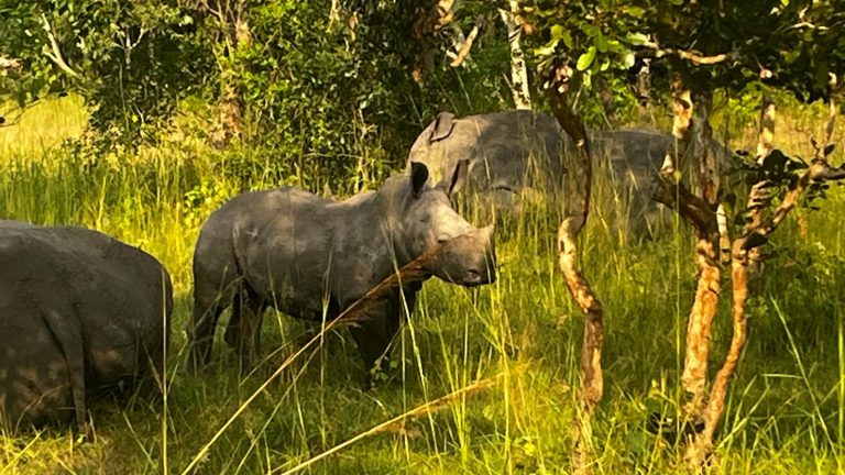 Rhinos at Ziwwa rhino sanctuary