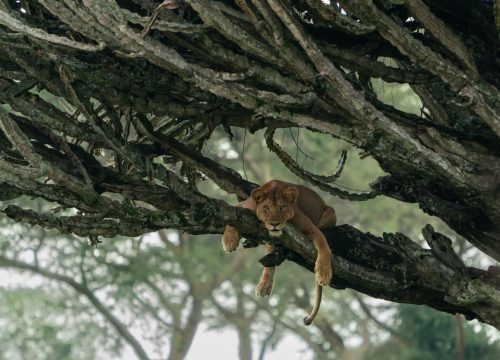 6 Days Uganda, Rwanda forest & Savannah combined safari