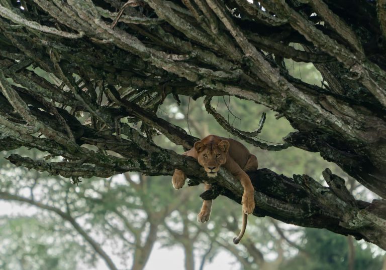 Tree climbing lion in Ishasha sector of Queen elizabeth national park