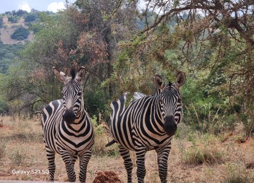 Akagera National Park-Spot Big Five in one Park