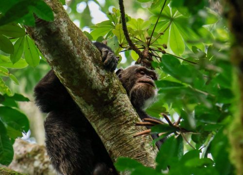 3 days Big five Encounter in Akagera National park