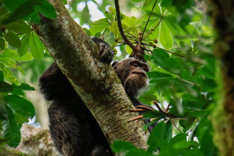 Chimpanzee tracking in Kibale, the primate capital of the world