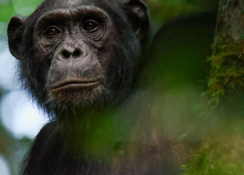 5 days Rwanda _uganda best of primate trip