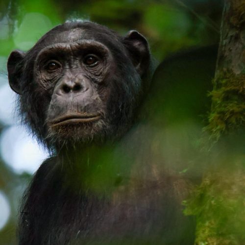 CHIMPANZEE TRACKING