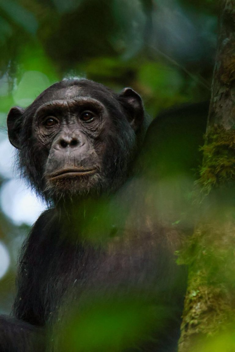 Chimpanzee tracking in kibaale National park