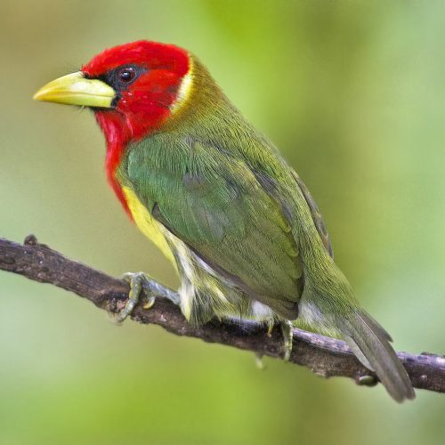 Our Conservation Priorities: