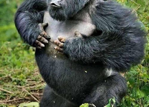 7 days Savannah Wildlife and Mountain Gorilla Trekking Safari