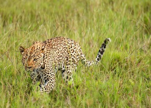 Kidepo Valley National Park-Uganda’s Ultimate Wilderness Experience