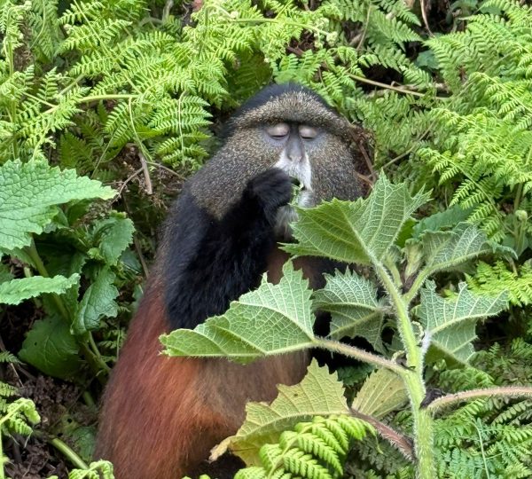Golden monkey in the ecosystem