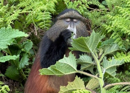 4 days Rwanda Gorilla tour and Golden monkey tracking