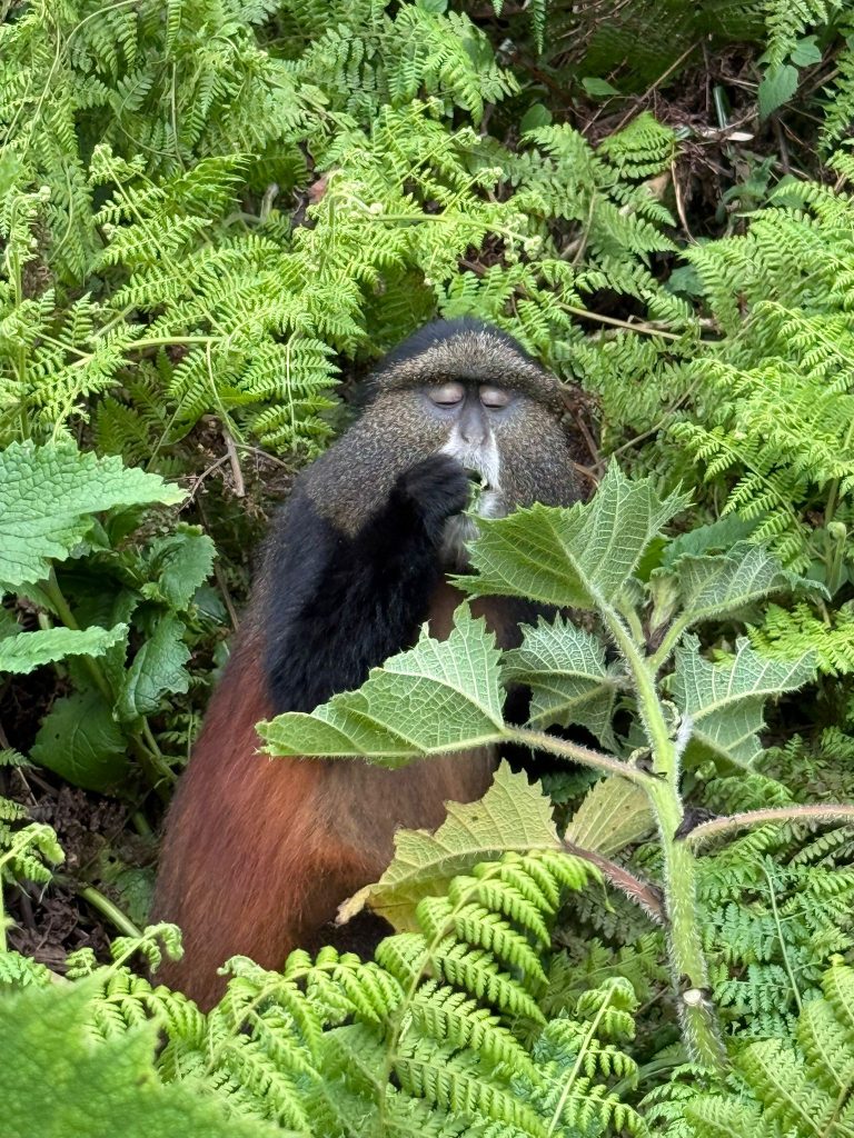4 days Rwanda Gorilla tour and Golden monkey tracking