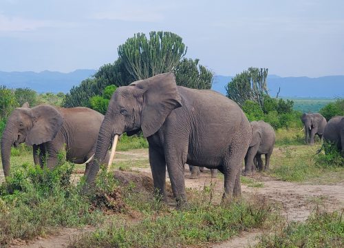 Queen Elizabeth National Park-The hidden jewel of Savannah