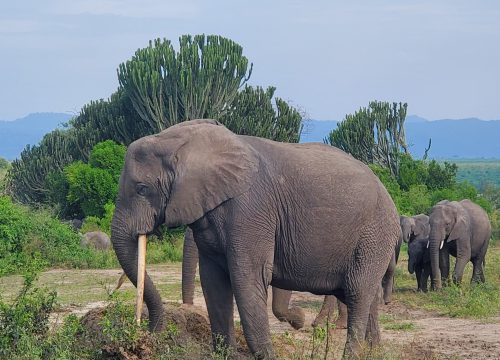 6 day Uganda& Rwanda Journey