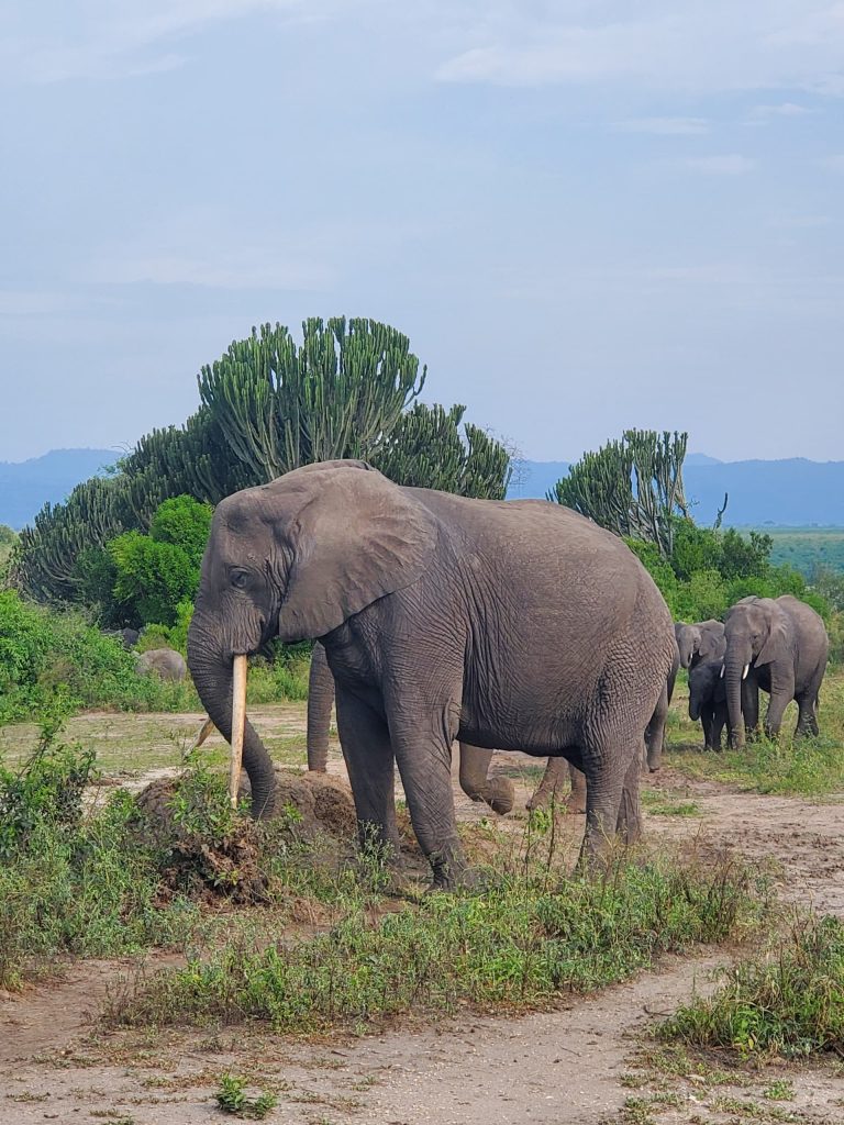 6 day Uganda and Rwanda journey
