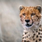 Big five Encounter in Magical kenya