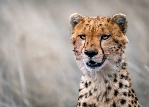 2 days Masai Mara Pocket friendly safari