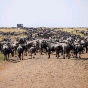 Wildebeest Migration in Kenya