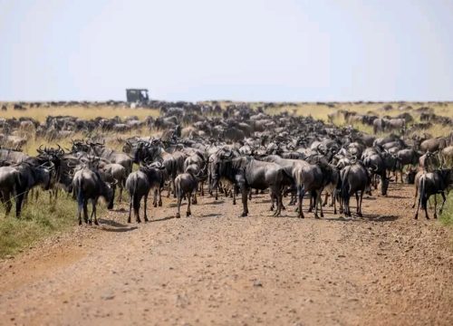 2 days maasai fly in safari