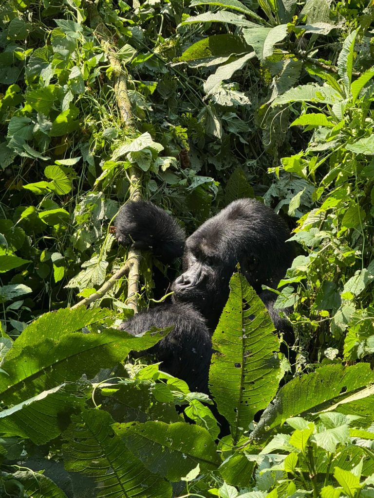 Black back feeding