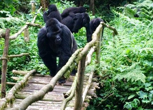 3 days Gorilla tracking and Dianey Fossey Trail Hike