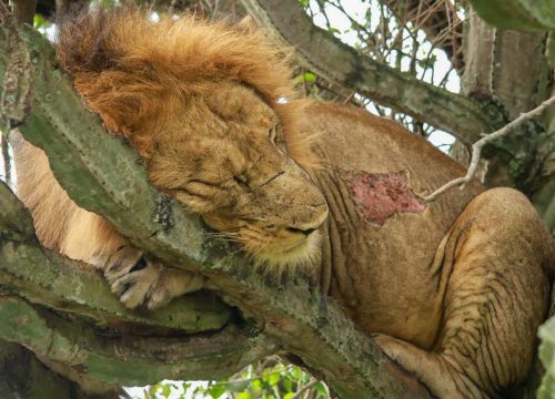 The 8 Days Classic Primates and Wildlife Safaris