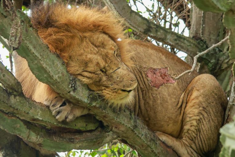 Game drive encounter at ishasha the southern sector of Queen Elizabeth national park