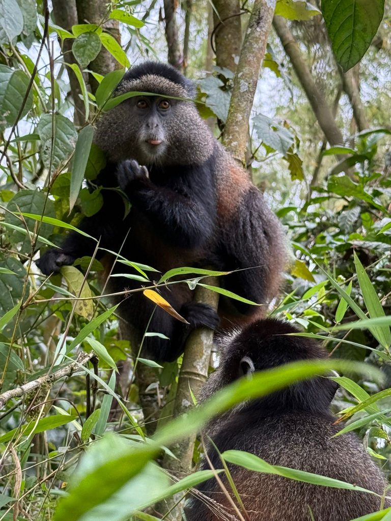 Golden Monkey feeding on the bamboo shoots
